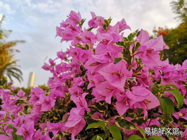 三角梅施磷酸二氢钾是早晨好还是傍晚好?