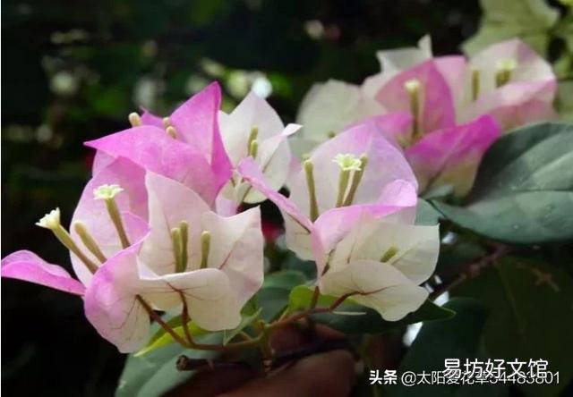 三角梅施磷酸二氢钾是早晨好还是傍晚好?