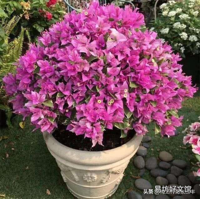 三角梅施磷酸二氢钾是早晨好还是傍晚好?