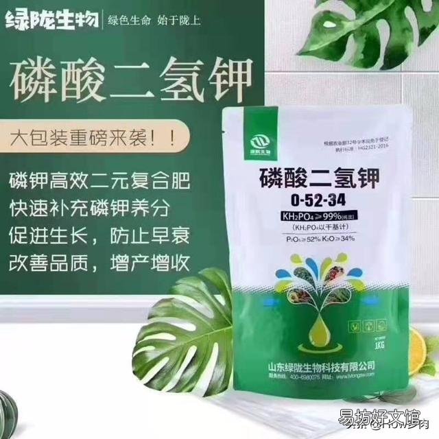 三角梅施磷酸二氢钾是早晨好还是傍晚好?