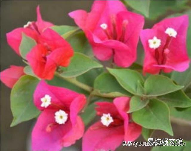 三角梅施磷酸二氢钾是早晨好还是傍晚好?