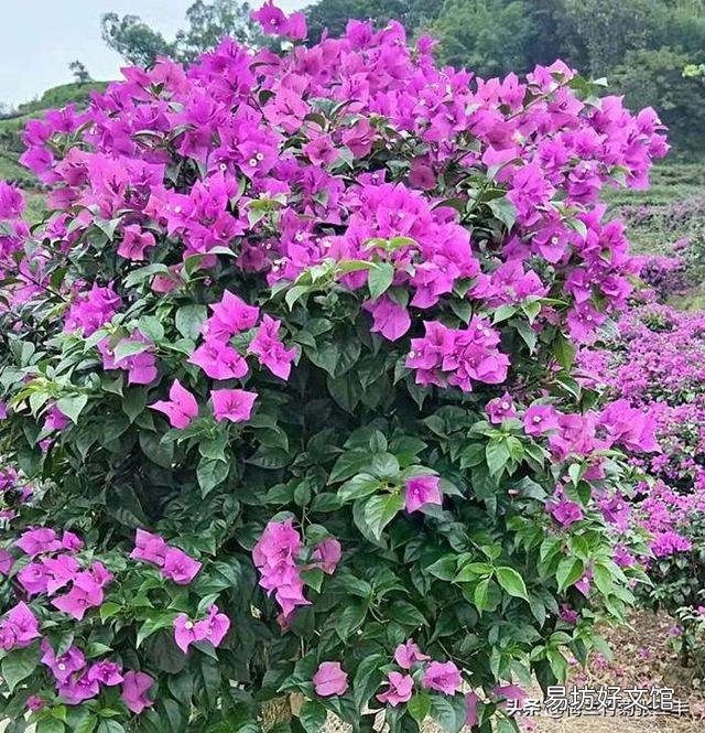 三角梅施磷酸二氢钾是早晨好还是傍晚好?