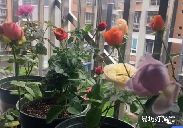 骨头和肉沤肥水多久能浇花?