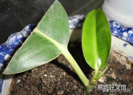 红关公橡皮树扦插返祖吗?