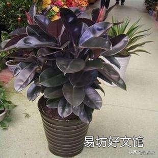 红关公橡皮树扦插返祖吗?