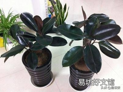 红关公橡皮树扦插返祖吗?