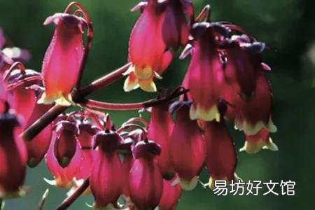 宫灯长寿花每对叶片都出新芽什么剪?