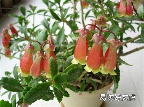 宫灯长寿花每对叶片都出新芽什么剪?