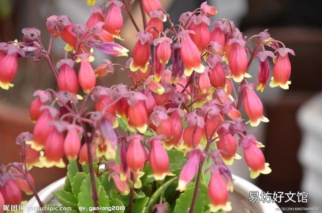 宫灯长寿花每对叶片都出新芽什么剪?
