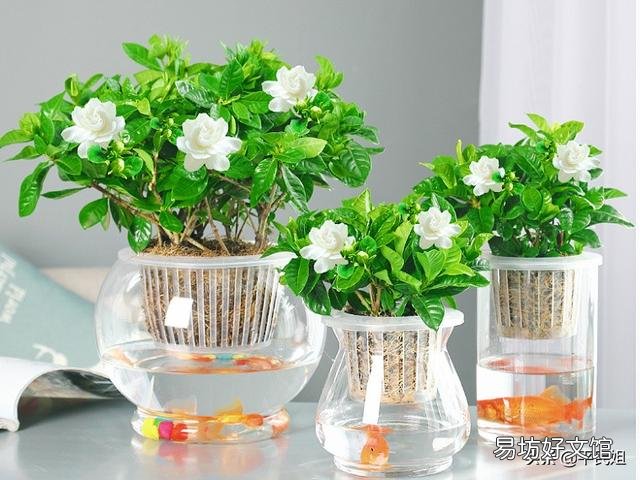刚买回来的栀子花怎么水养?