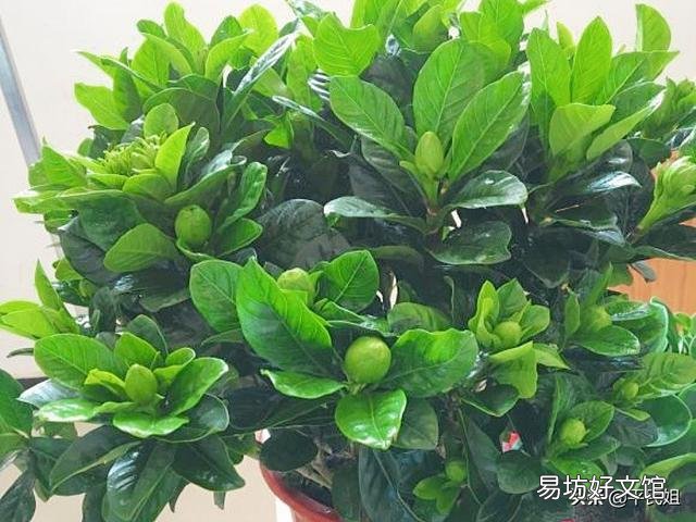 刚买回来的栀子花怎么水养?