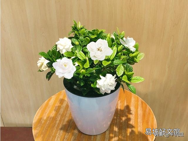 刚买回来的栀子花怎么水养?