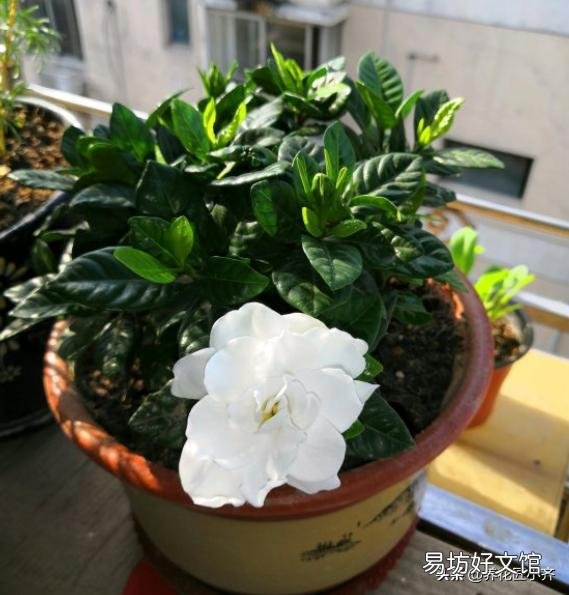 想种桅子花，请问能扦插吗？