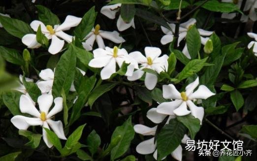 想种桅子花，请问能扦插吗？