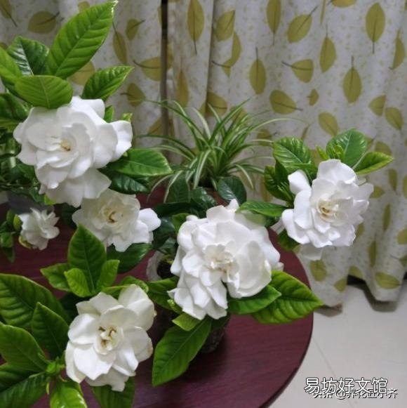 想种桅子花，请问能扦插吗？