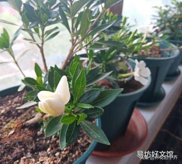 想种桅子花，请问能扦插吗？