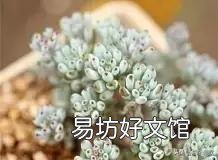 多肉服盆消耗太多叶片怎么办?