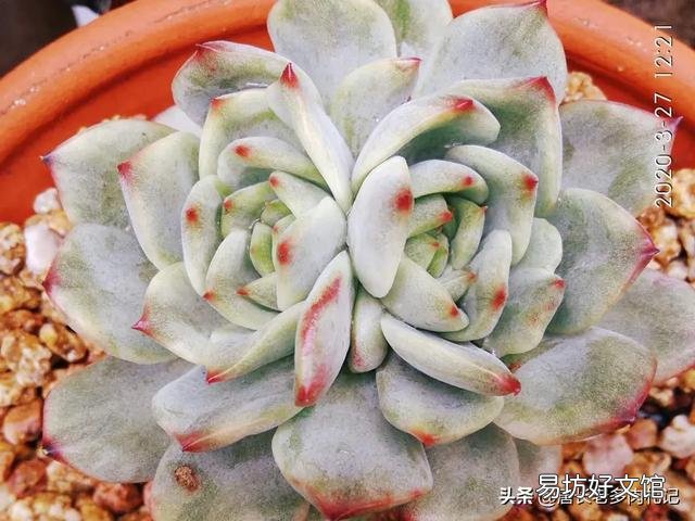 多肉服盆消耗太多叶片怎么办?