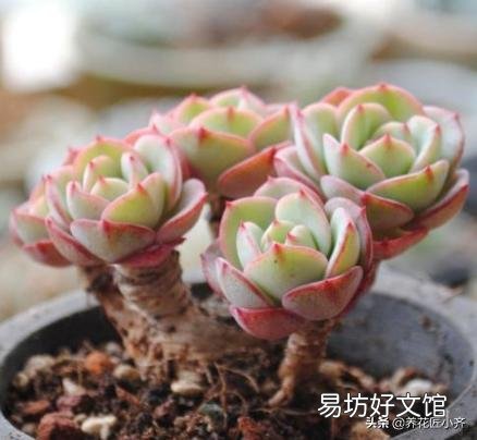 多肉服盆消耗太多叶片怎么办?