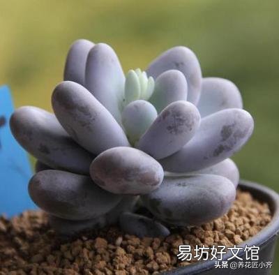 多肉服盆消耗太多叶片怎么办?