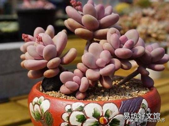 多肉服盆消耗太多叶片怎么办?