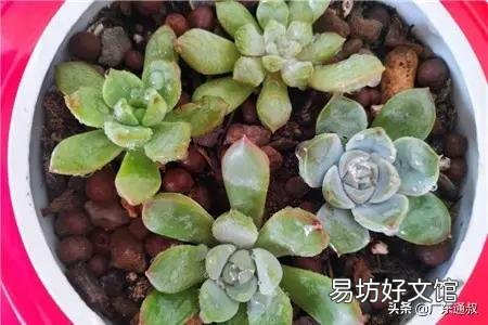 多肉服盆消耗太多叶片怎么办?