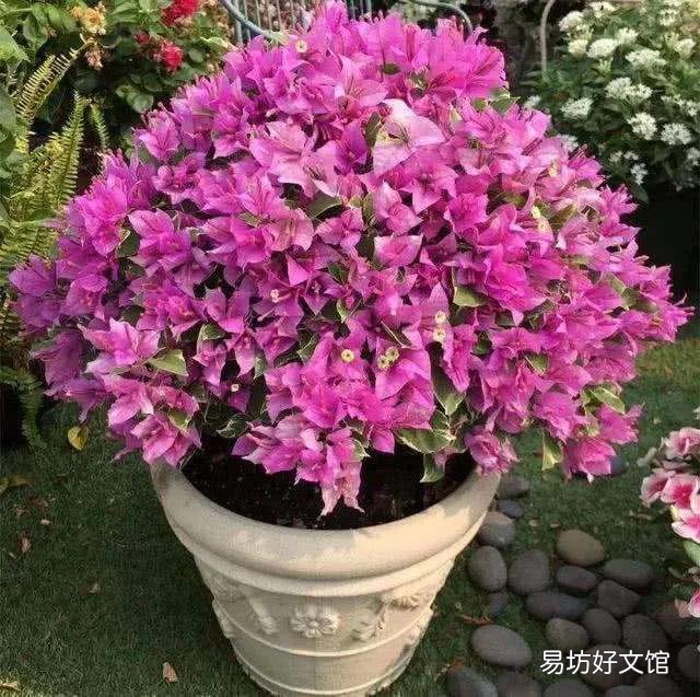 三角梅開花的時候放在哪里好？