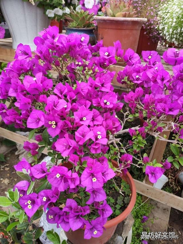 三角梅開花的時候放在哪里好？