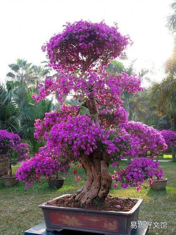 三角梅開花的時候放在哪里好？