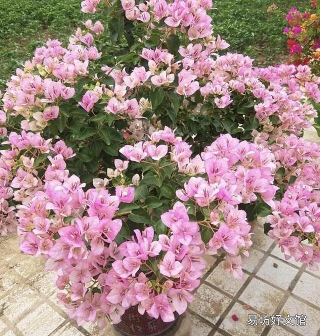 三角梅開花的時候放在哪里好？