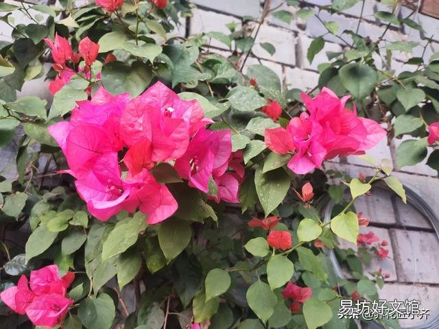 三角梅開花的時候放在哪里好？