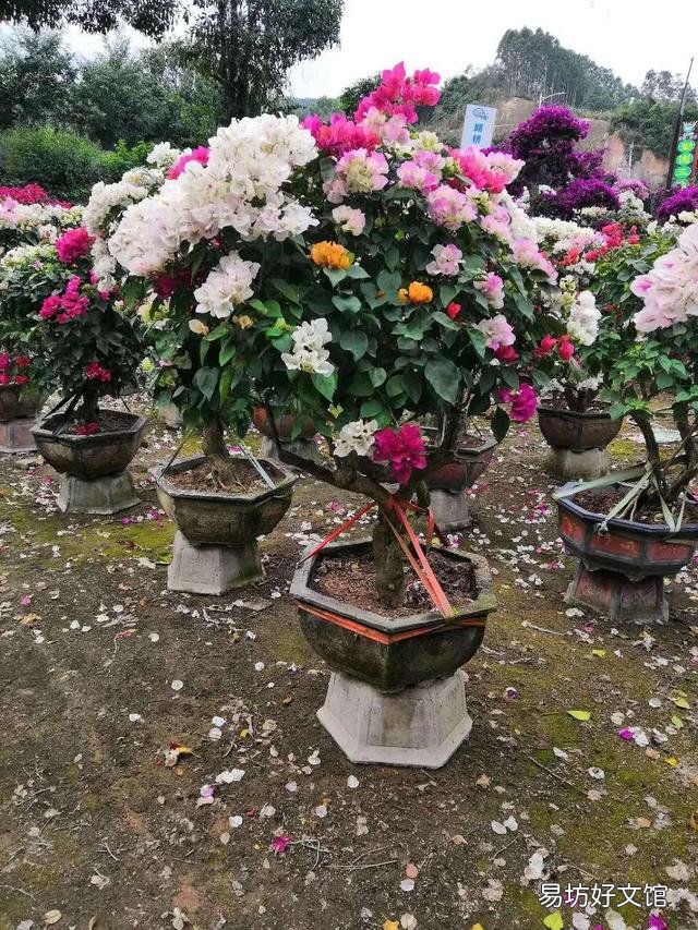 三角梅開花的時候放在哪里好？