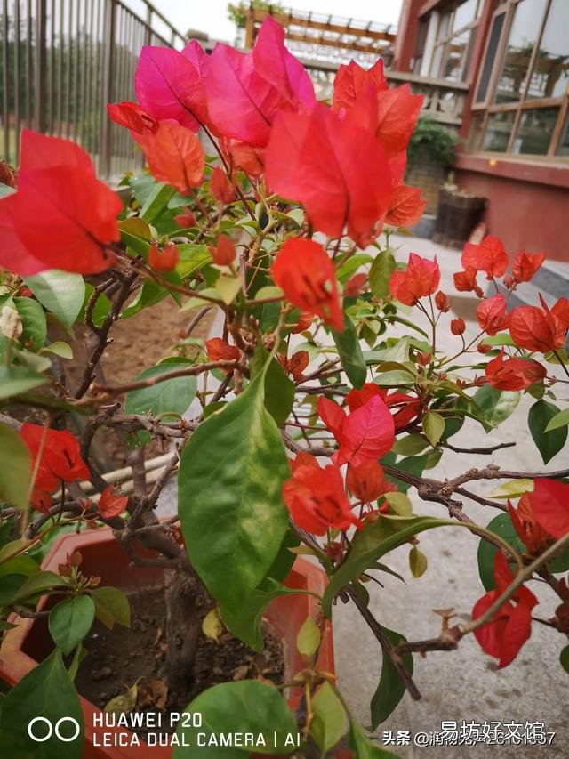 三角梅開花的時候放在哪里好？