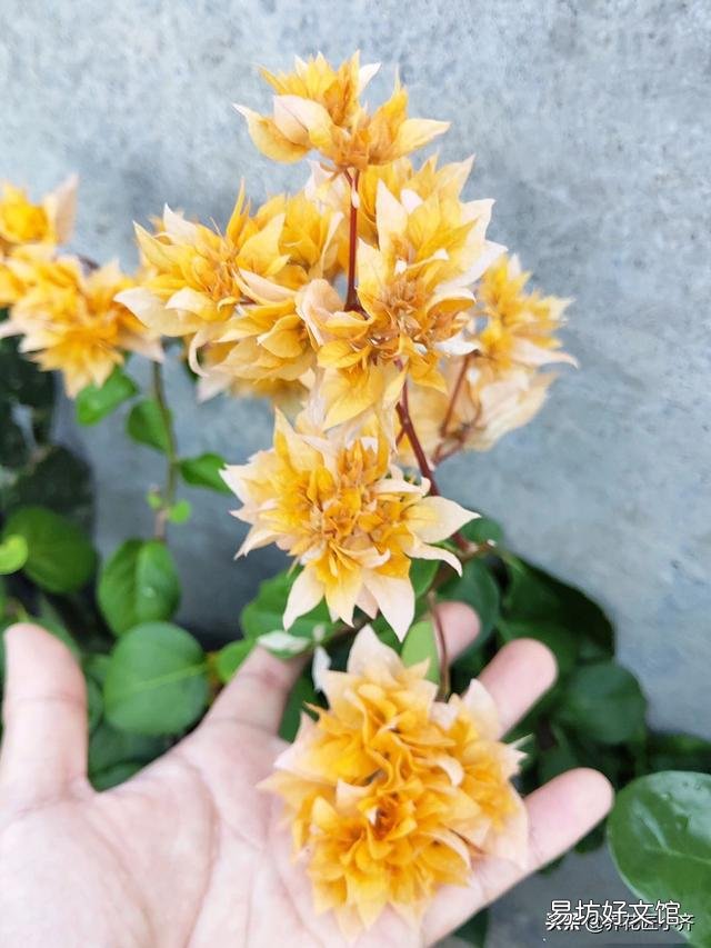 三角梅開花的時候放在哪里好？