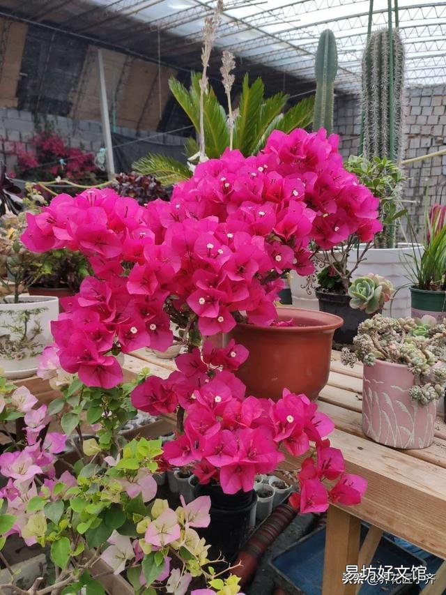 三角梅開花的時候放在哪里好？