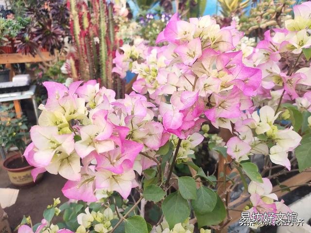 三角梅開花的時候放在哪里好？
