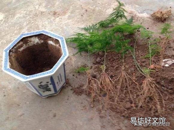 文竹剪下的枝可以种植成活吗?