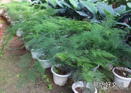 文竹剪下的枝可以种植成活吗?