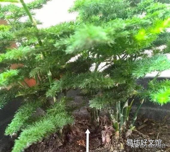 文竹剪下的枝可以种植成活吗?