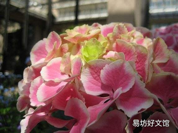 绣球到底要怎么养才能养好呢,为什么我养的绣球总是死啊?