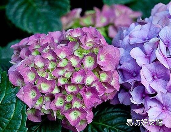 绣球到底要怎么养才能养好呢,为什么我养的绣球总是死啊?
