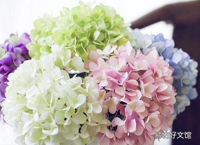 绣球到底要怎么养才能养好呢,为什么我养的绣球总是死啊?