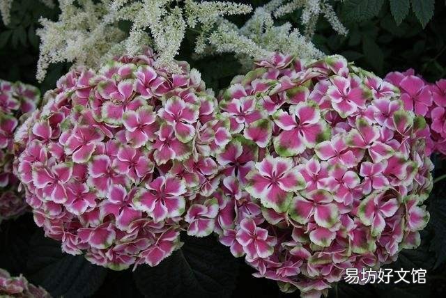 绣球到底要怎么养才能养好呢,为什么我养的绣球总是死啊?