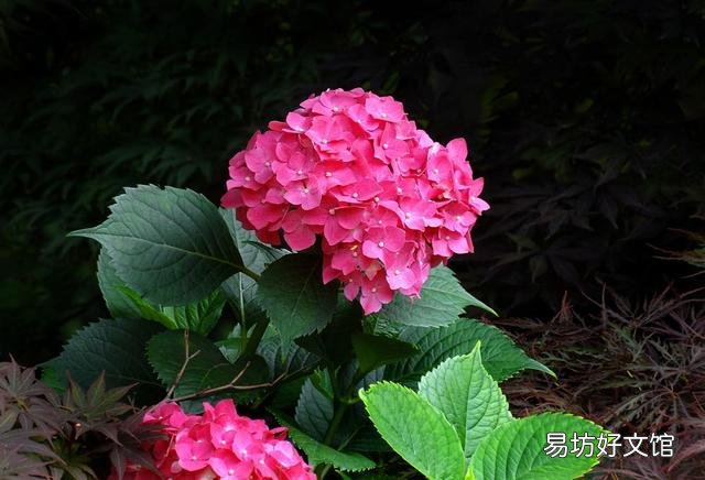 绣球到底要怎么养才能养好呢,为什么我养的绣球总是死啊?