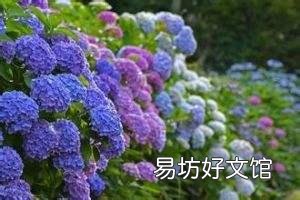 绣球到底要怎么养才能养好呢,为什么我养的绣球总是死啊?