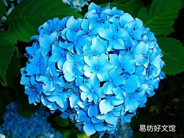 绣球到底要怎么养才能养好呢,为什么我养的绣球总是死啊?