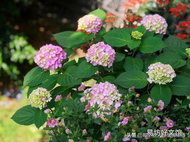 绣球到底要怎么养才能养好呢,为什么我养的绣球总是死啊?