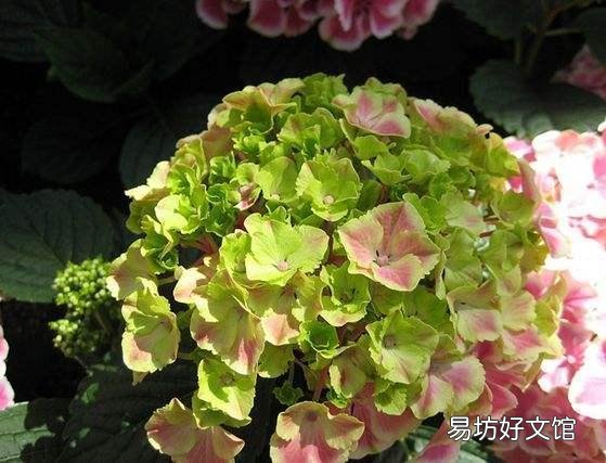 绣球到底要怎么养才能养好呢,为什么我养的绣球总是死啊?