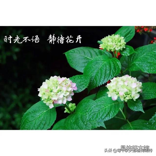 绣球到底要怎么养才能养好呢,为什么我养的绣球总是死啊?