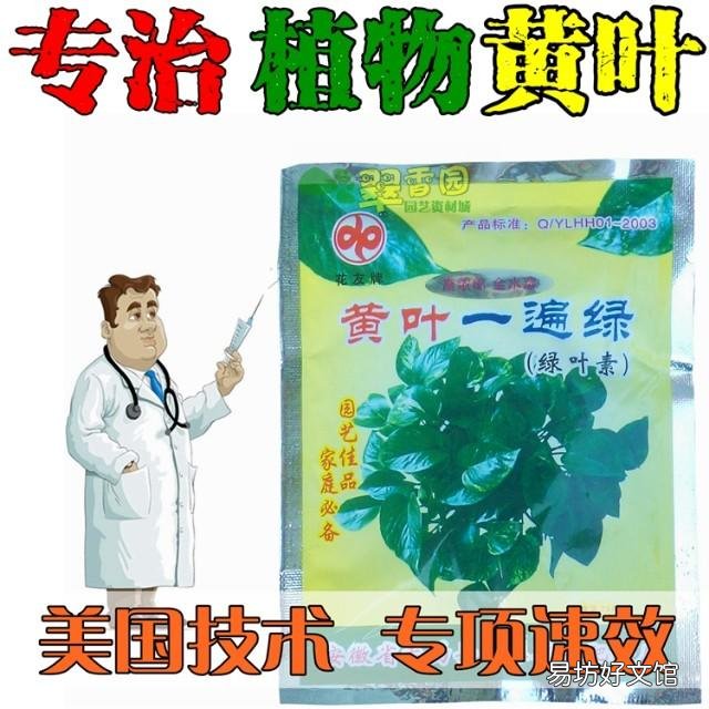 黄叶一遍绿可以当肥用吗?